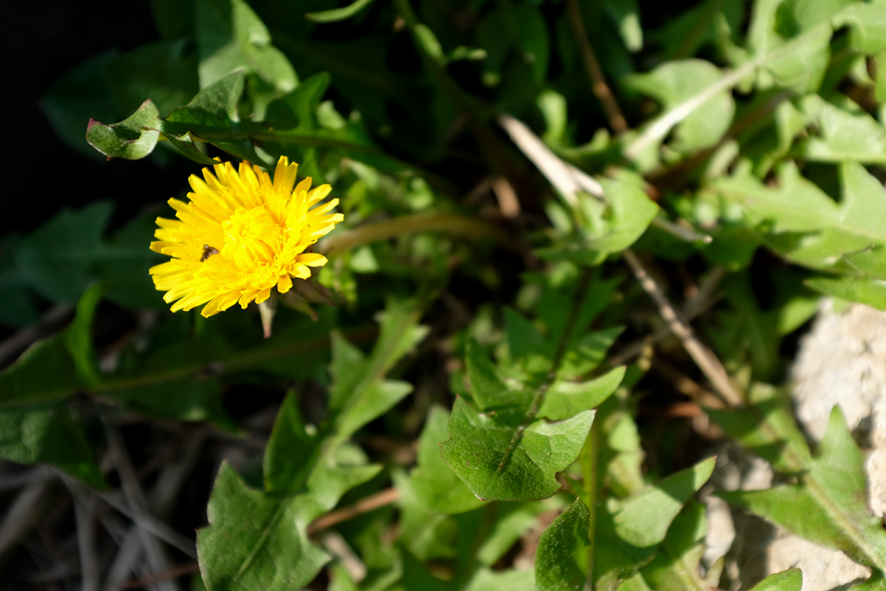 たんぽぽの野にゆつくりと波紋たつ

ラーメン屋独自憲法花曇

眼鏡忘れ日がな文盲春の果　　阿鶴