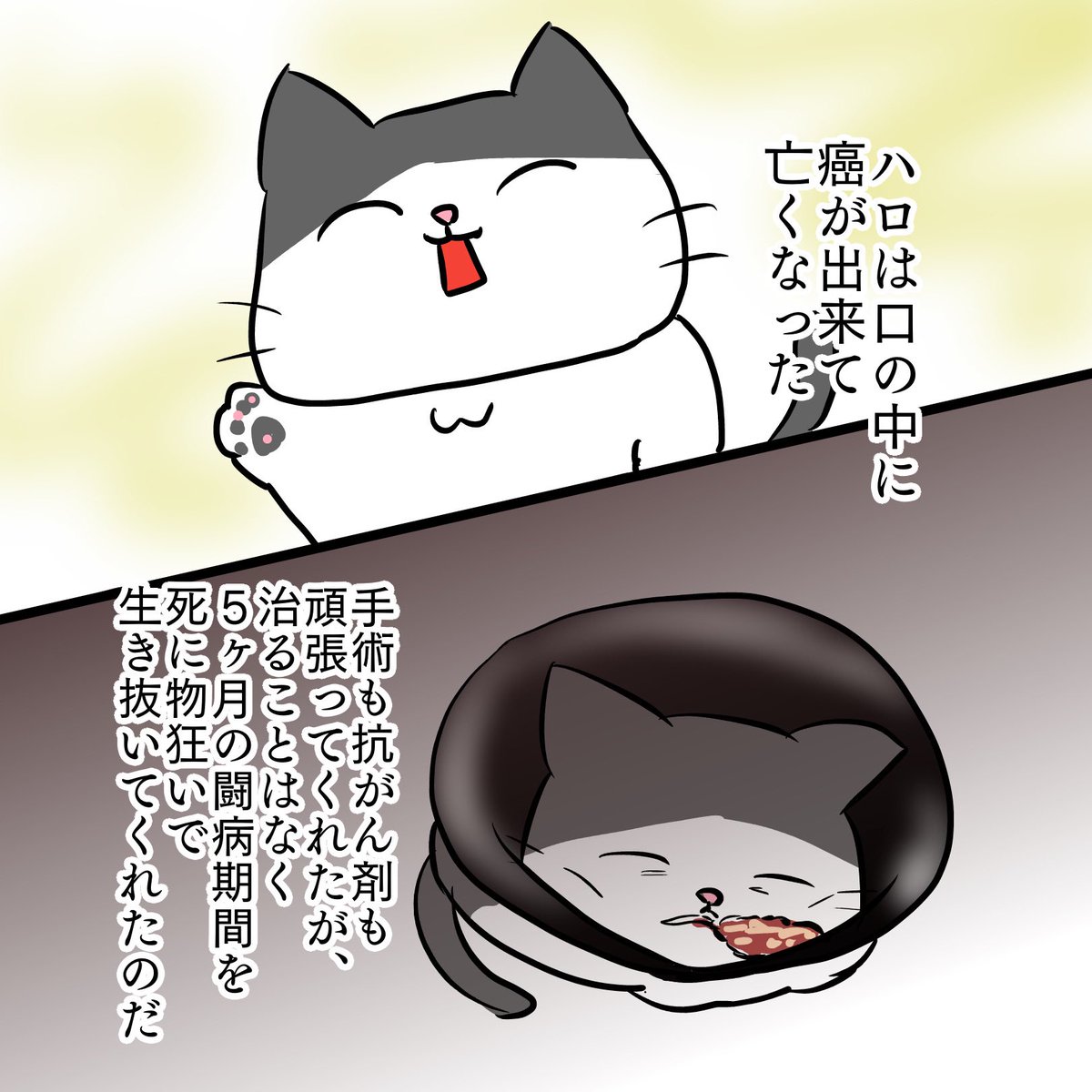 虹の橋へ去年行った子とのアニコミです☺️続きます🌈#アニマルコミュニケーション #虹の橋 #企業公式相互フォロー #猫好きさんと繫がりたい𓏲𓎨 #エッセイ漫画