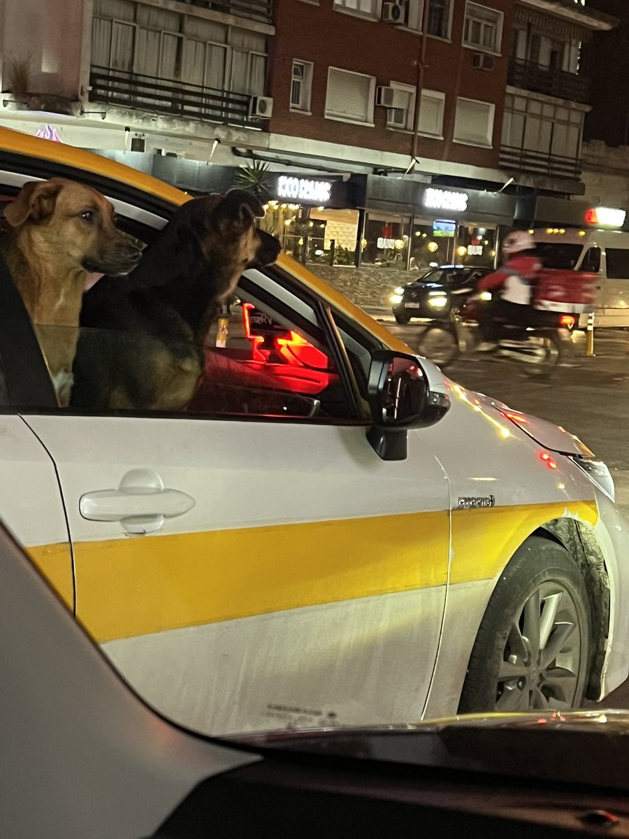 Si en tu país los perros no andan en taxi no podes ni criticar a Uruguay