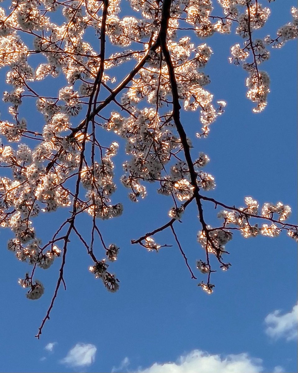 shachounosuke's tweet photo. 散り際ギリギリ見て来ました🌸
#モンキー125 #桜 https://t.co/cIYWOTbUkF