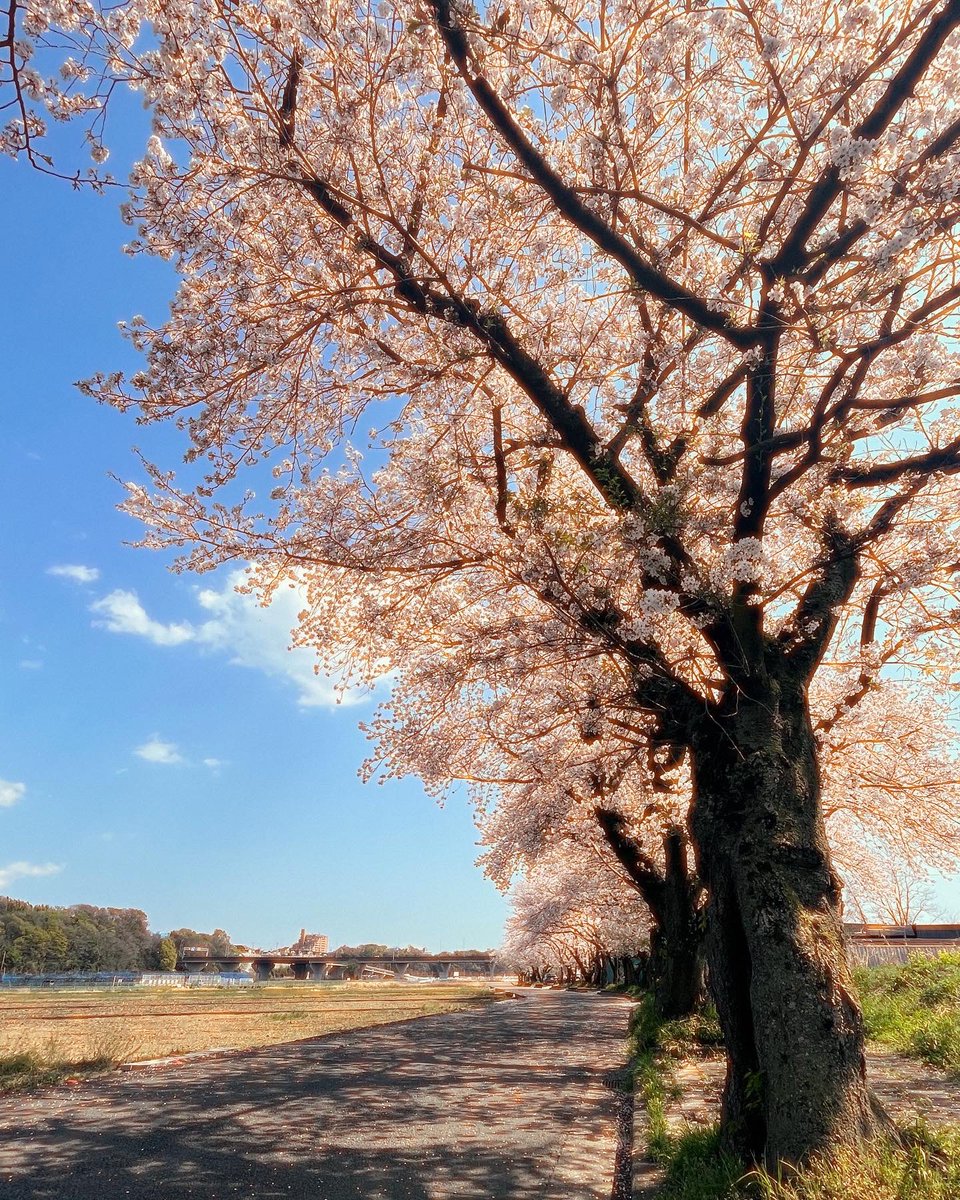 shachounosuke's tweet photo. 散り際ギリギリ見て来ました🌸
#モンキー125 #桜 https://t.co/cIYWOTbUkF