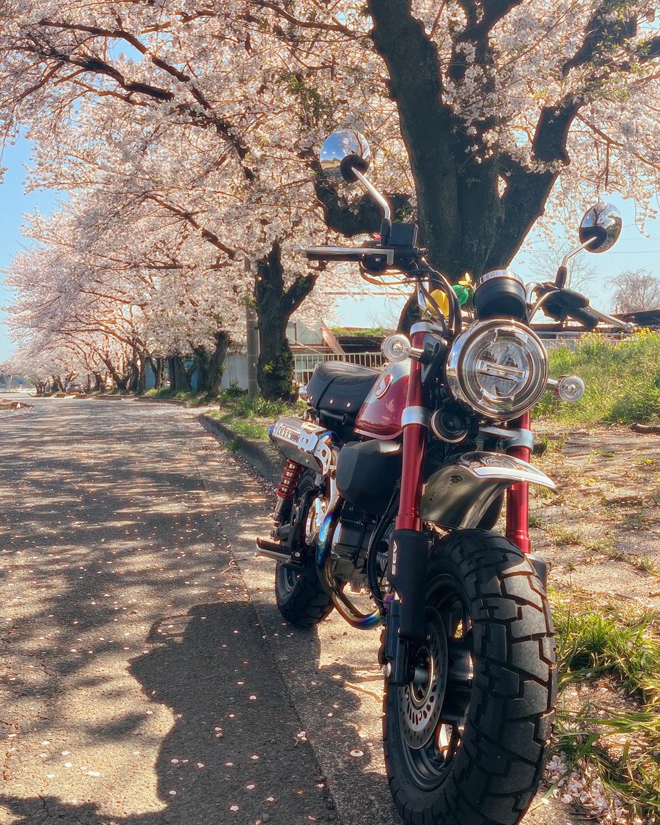shachounosuke's tweet photo. 散り際ギリギリ見て来ました🌸
#モンキー125 #桜 https://t.co/cIYWOTbUkF