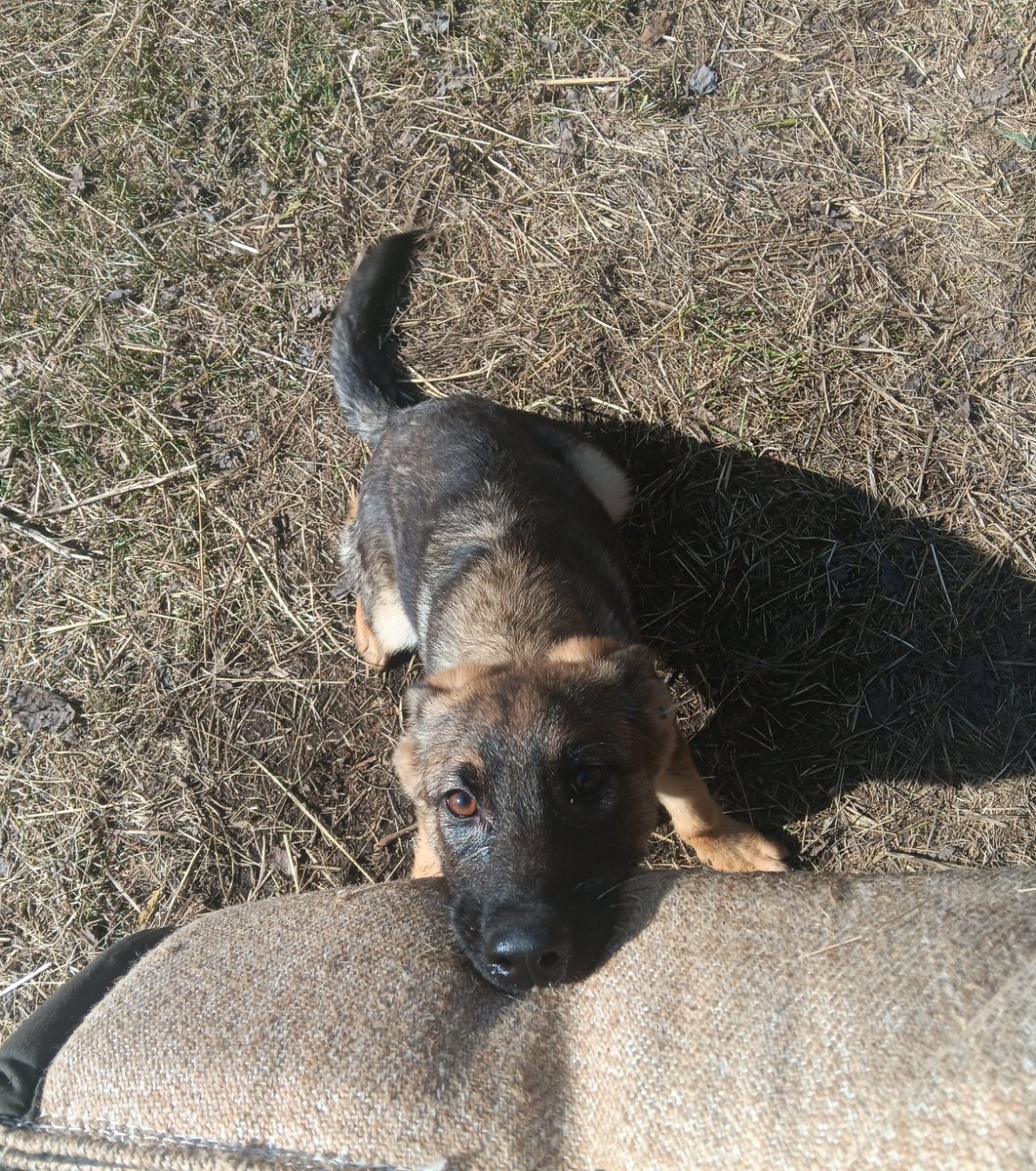 K9 Ava!

#workingk9 #workingdog