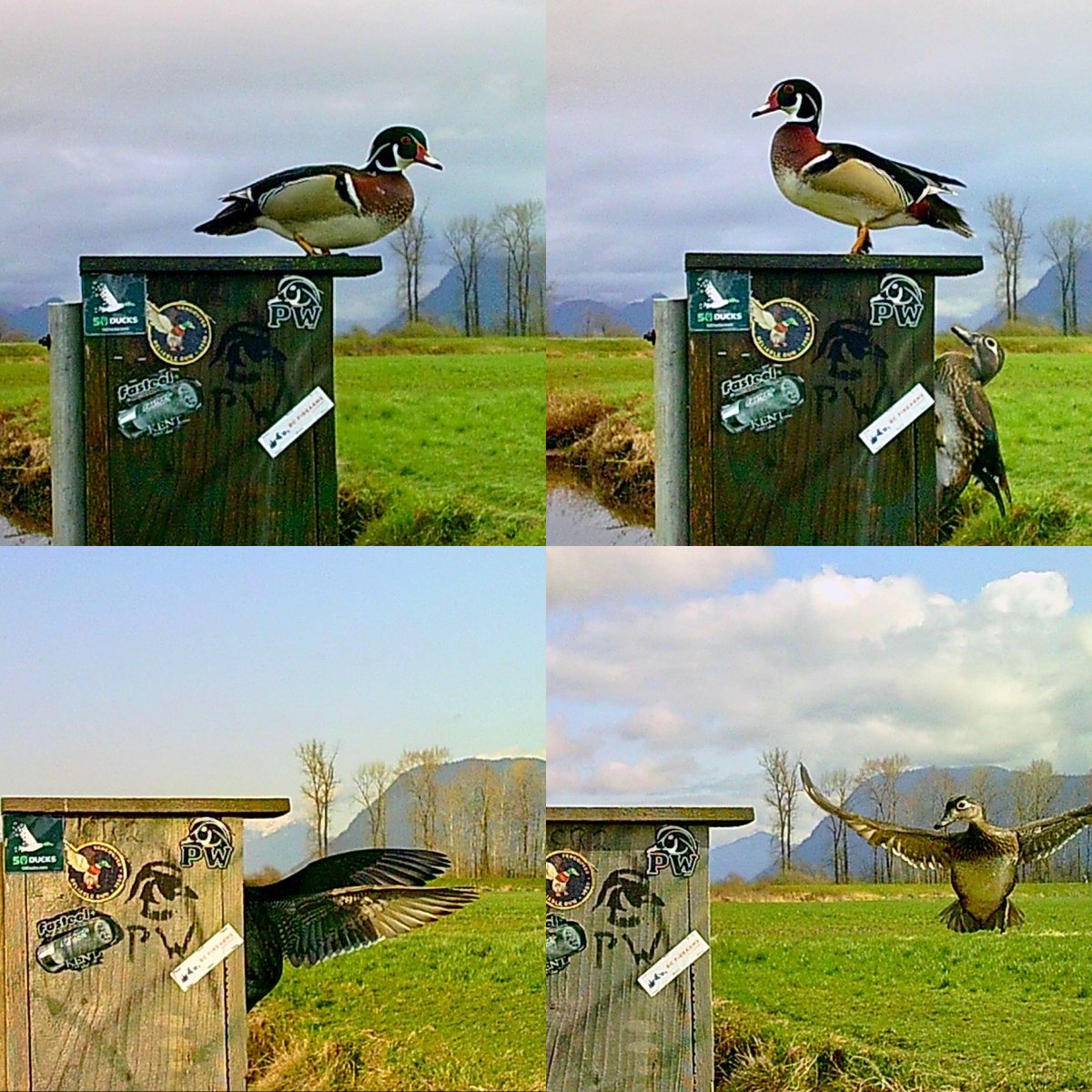 Pittwaterfowler's tweet image. Dan has started the trail cam checks and they never fail to impress! #pittwaterfowlers #woodducks #nestingboxes #conservation #grassroots