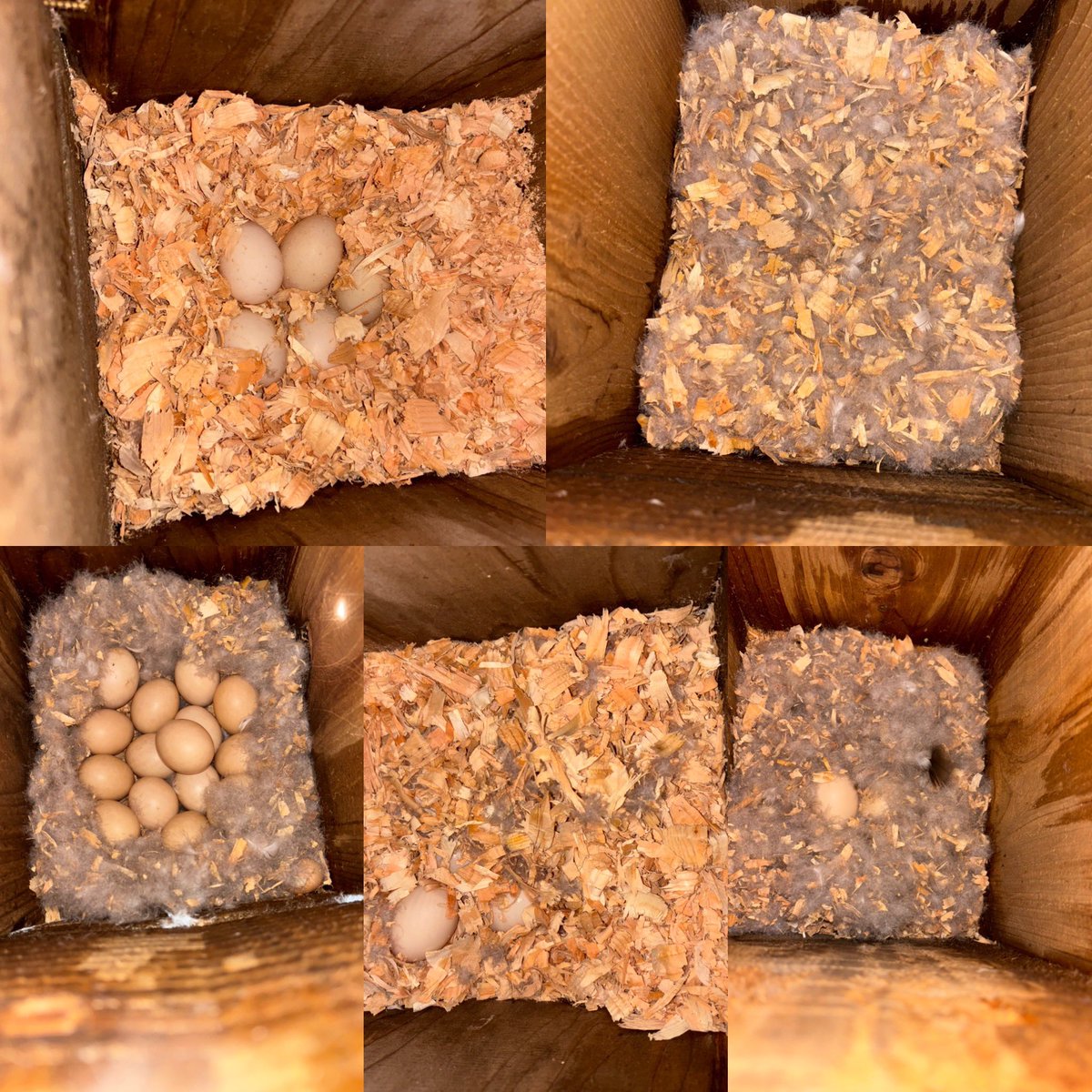 Pittwaterfowler's tweet image. Dan has started the trail cam checks and they never fail to impress! #pittwaterfowlers #woodducks #nestingboxes #conservation #grassroots