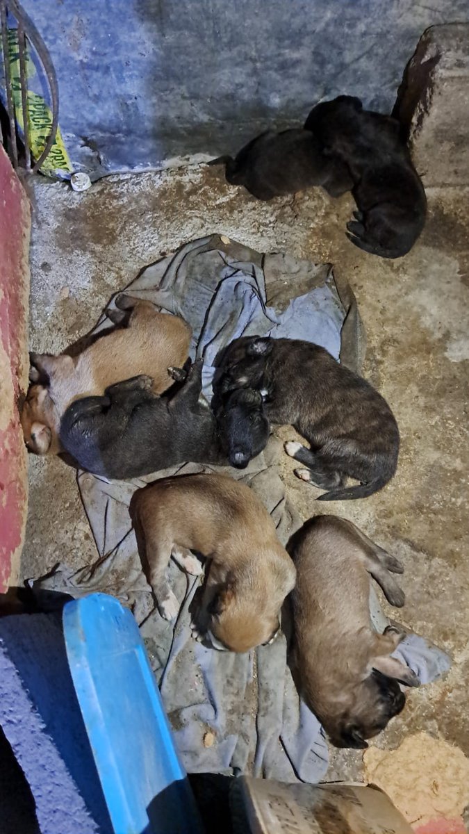 GoodFortunResSV's tweet image. Caso 812
@alcaldia_ss 
@nayibbukele 
@PNCSV 

Comunidad Iberia
Perrita envenenada hoy (no se sabe por quién) + 7 michis
Deja cachorros 🐕huérfanos. 
Alguien q les pueda criar con pachita o con mamá nodriza? 

La crueldad sigue 
Las injusticias siguen
Hasta cuando?