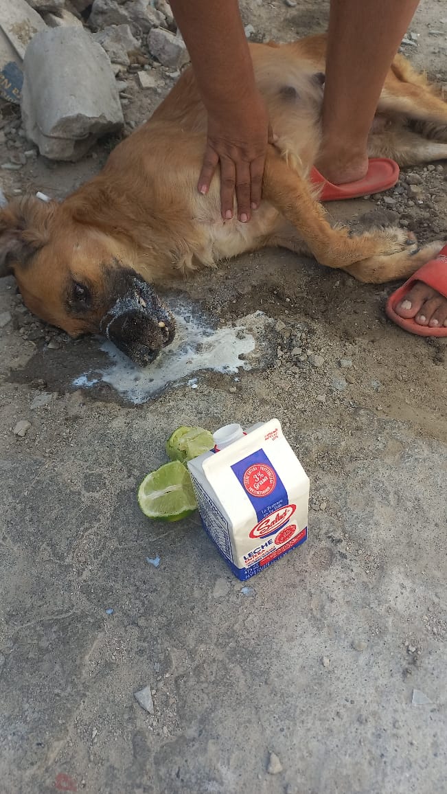 GoodFortunResSV's tweet image. Caso 812
@alcaldia_ss 
@nayibbukele 
@PNCSV 

Comunidad Iberia
Perrita envenenada hoy (no se sabe por quién) + 7 michis
Deja cachorros 🐕huérfanos. 
Alguien q les pueda criar con pachita o con mamá nodriza? 

La crueldad sigue 
Las injusticias siguen
Hasta cuando?