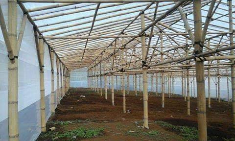 Kamu punya uang lalu pingin berkebun yg lumayan aman dr hama dan cuaca ekstrim?

Bikin greenhouse.
Atap plastik UV
Dinding insek net/jaring kecil penahan serangga
Irigasi dihubungkan via IoT.
Sukur2 bikin juga sprayer/penyemprot yg konek IoT
Pasang CCTV
Tanam lalu rebahan