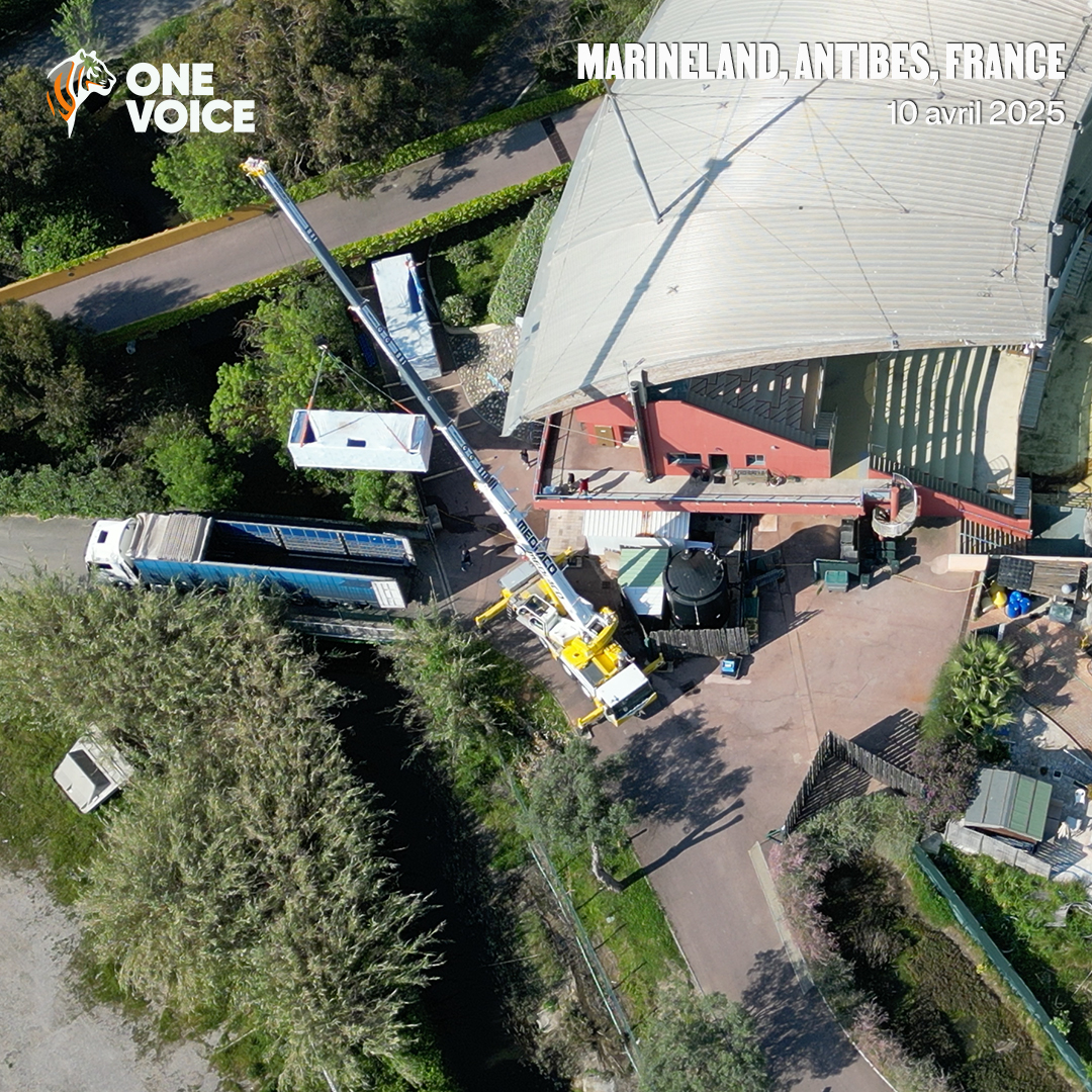 onevoiceanimal's tweet photo. 10 avril 2025 matin : la grue déposait les containers pour transporter Wikie et Keijo à côté des bassins.
10 avril 2025 soir : les autorités espagnoles annoncent refuser tout transfert des orques et des dauphins du Marineland d’Antibes.
Plus d'info demain. #StopDelphinarium https://t.co/GE0FL44t6z
