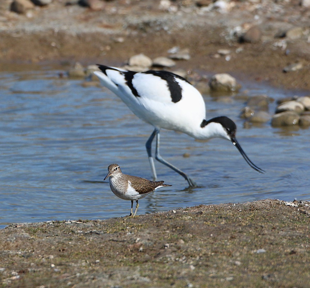 Phil Hadley (@philhadley7) on Twitter photo Cracking little Common Sandpiper with an Avocet backdrop today at #uptonwarren Flashes
#waders #shorebirds
<a href="/waderquest/">Wader Quest</a> Cracking little Common Sandpiper with an Avocet backdrop today at #uptonwarren Flashes
#waders #shorebirds
<a href="/waderquest/">Wader Quest</a>