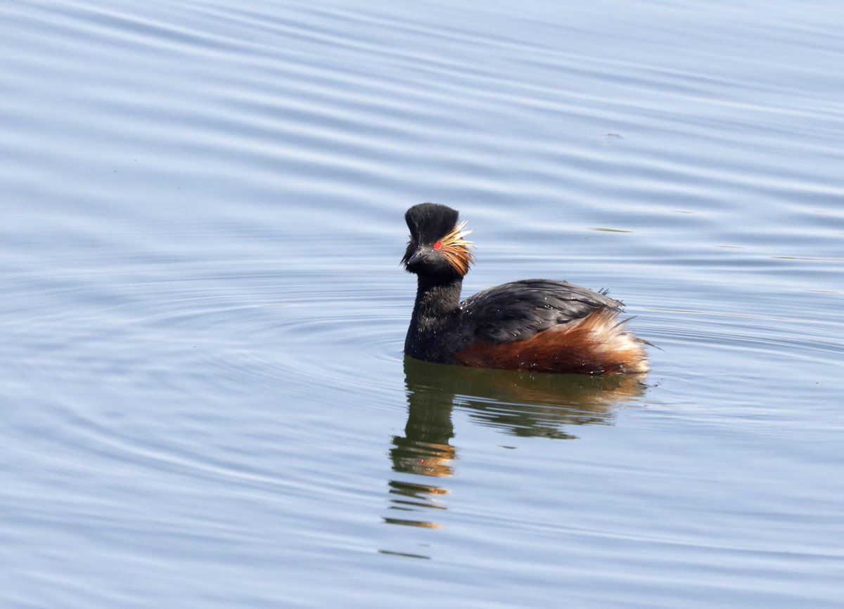 RichardJeffree3's tweet image. A pleasant afternoon in the sunshine with @YellowShriker at Abberton
