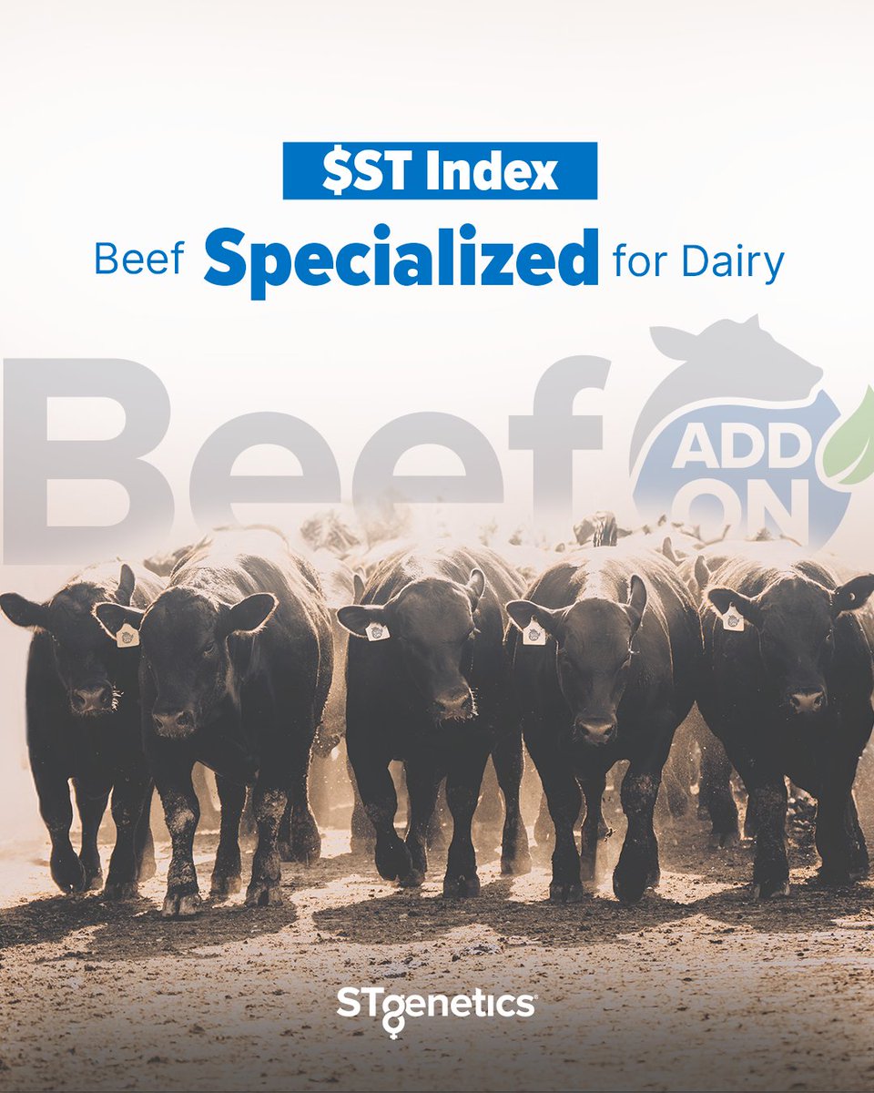 STgenetics's tweet photo. #STgenetics' #BeefAddOn™ is the first data-proven beef sire line for dairy crossbreeding. It now includes a simplified selection tool for #BeefonDairy calves known as $ST. Beef Add On™ brings #consistency, #profitability and #satisfaction from conception to meat packaging. https://t.co/aHa1ZZxclB