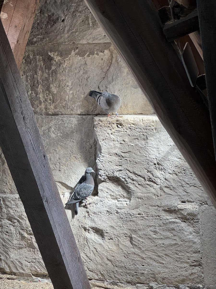 For fieldwork this Easter, our hunt for feral pigeon eggs takes us inside the roof of a 900 yr old church where pigeons have been building nests out of the carcasses of other pigeons. Underestimate at your peril!