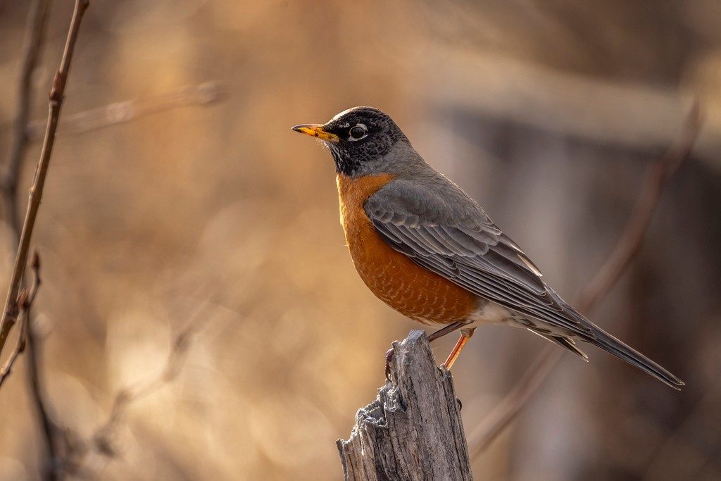 jardenephoto's tweet photo. 🌷 Spring has officially sprung in Alberta, and the robins are back, filling our landscapes with their cheerful songs! 🎶✨ There's something magical about these vibrant birds returning to our skies, signaling the start of a new season. Have you spotted one yet? https://t.co/goC2F6mPDP