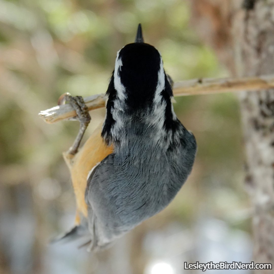 Pumpkin doing some pull-ups, he enjoys showing off 😅