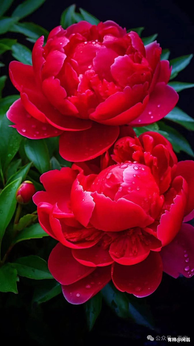 Nimrabu55782621's tweet photo. شکر الحمد اللہ ❤️
ب شک خان جی ❤️ بہت سوھنا پیغام
رب العزت ❤️ سب بیٹیوں اور بیٹوں کے نصیب اچھے کریں آمین ❤️
#KG
#KhaniBJaan
#Beautiful_Life
#NoToDowry #NikkahAsPerSunnah #MessageOfAllah #LoveStory
#publicservice #ProSocial https://t.co/QBRKXmb2cI