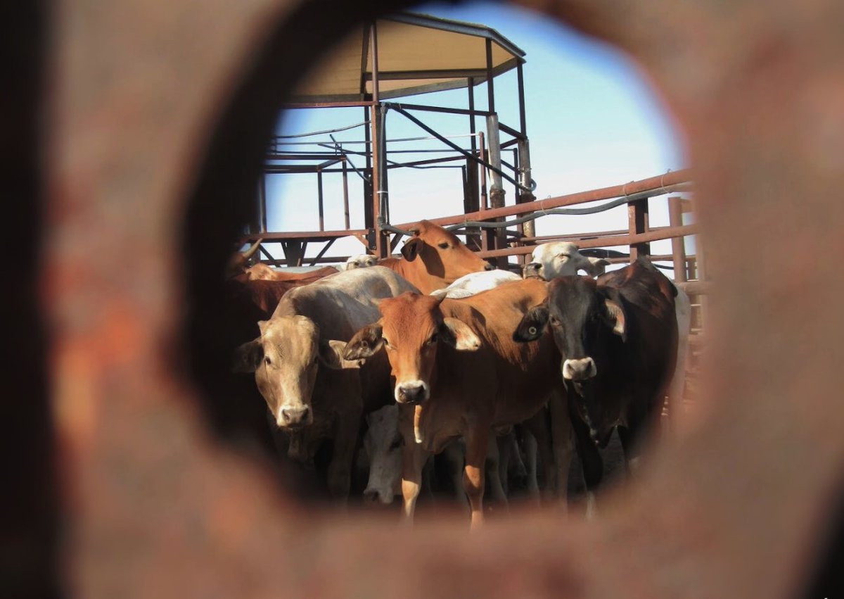 NQ Dry Tropics tweet media