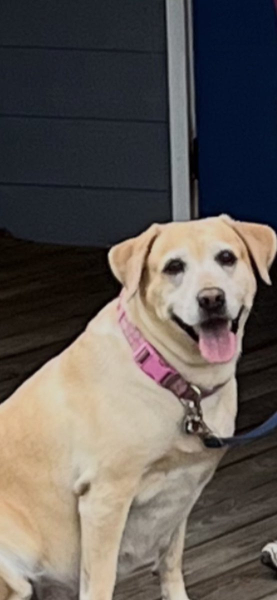txssdad's tweet photo. @Sophieswaney_ My Daisy Mae says “Hi There!” https://t.co/wEsBXc2x2S