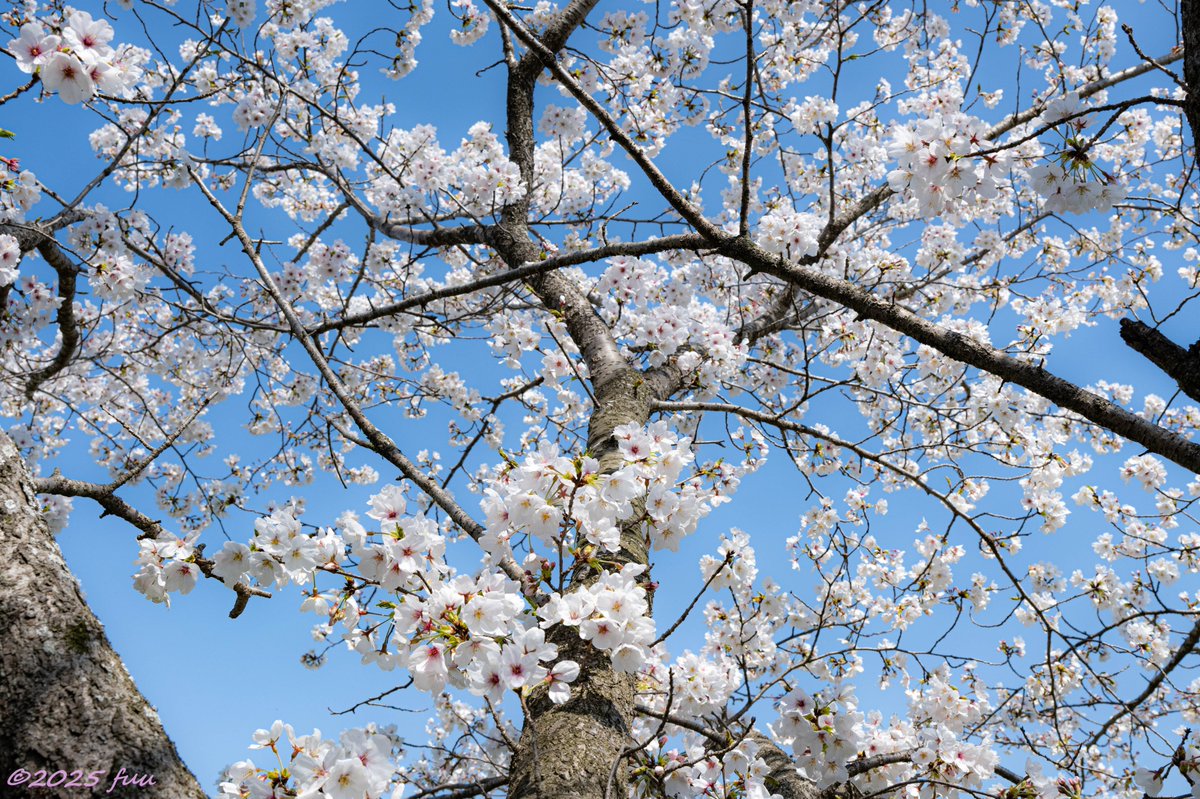 fuu_2021_'s tweet photo. おはよーございます☁

ふと我に返ったとき・・・
いつもあなたのことを思い出す
いま何してるかな？
元気にしてるかな？
って・・・
だって、とっても大事だから✨
私のことも想ってくれてると
うれしいな✨

いつもありがとう🌷

#花の写真 #photography #キリトリセカイ #TLを花でいっぱいにしよう https://t.co/jocCWMxI9h