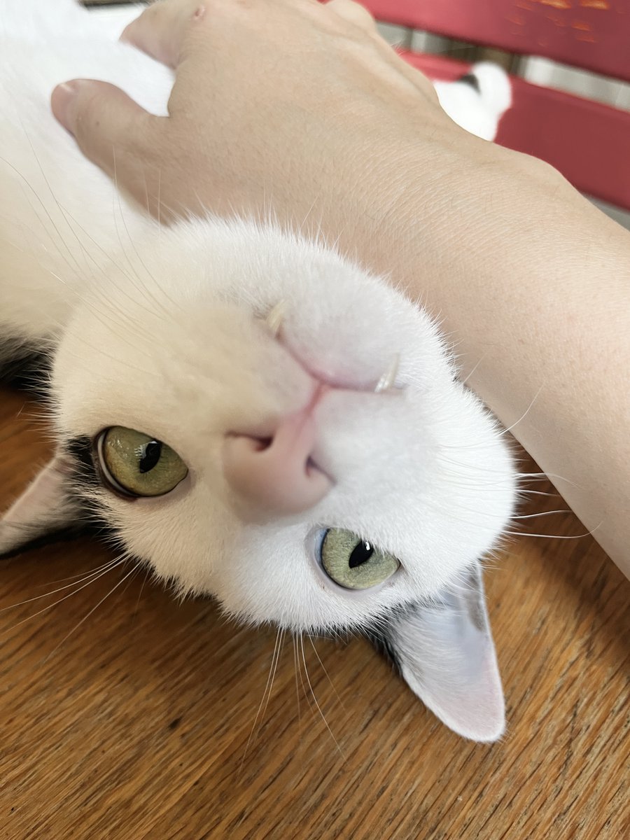 みモリ tweet media