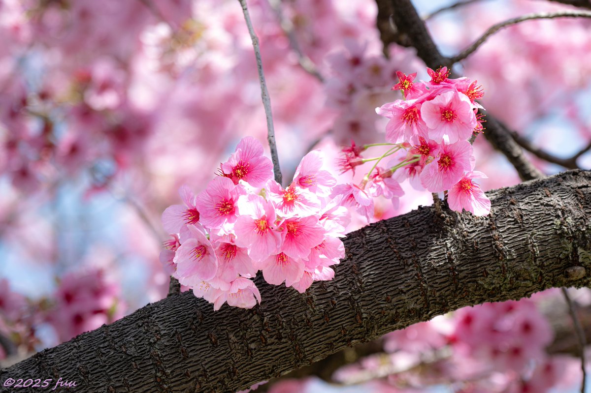 fuu_2021_'s tweet photo. おはよーございます☁

ふと我に返ったとき・・・
いつもあなたのことを思い出す
いま何してるかな？
元気にしてるかな？
って・・・
だって、とっても大事だから✨
私のことも想ってくれてると
うれしいな✨

いつもありがとう🌷

#花の写真 #photography #キリトリセカイ #TLを花でいっぱいにしよう https://t.co/jocCWMxI9h
