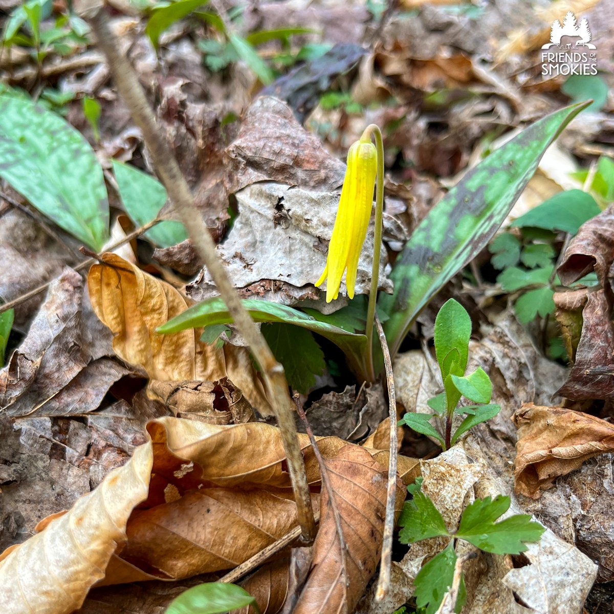 Spring is springing in the Smokies! Wildflowers are... wildflowering. The flowers are showing off so much, we're making up new bloomin' words. 🙃 We saw these beauties on our Trails Forever Hike at Bradley Fork Trail: trillium, creeping phlox, fringed phacelia, and trout lily.