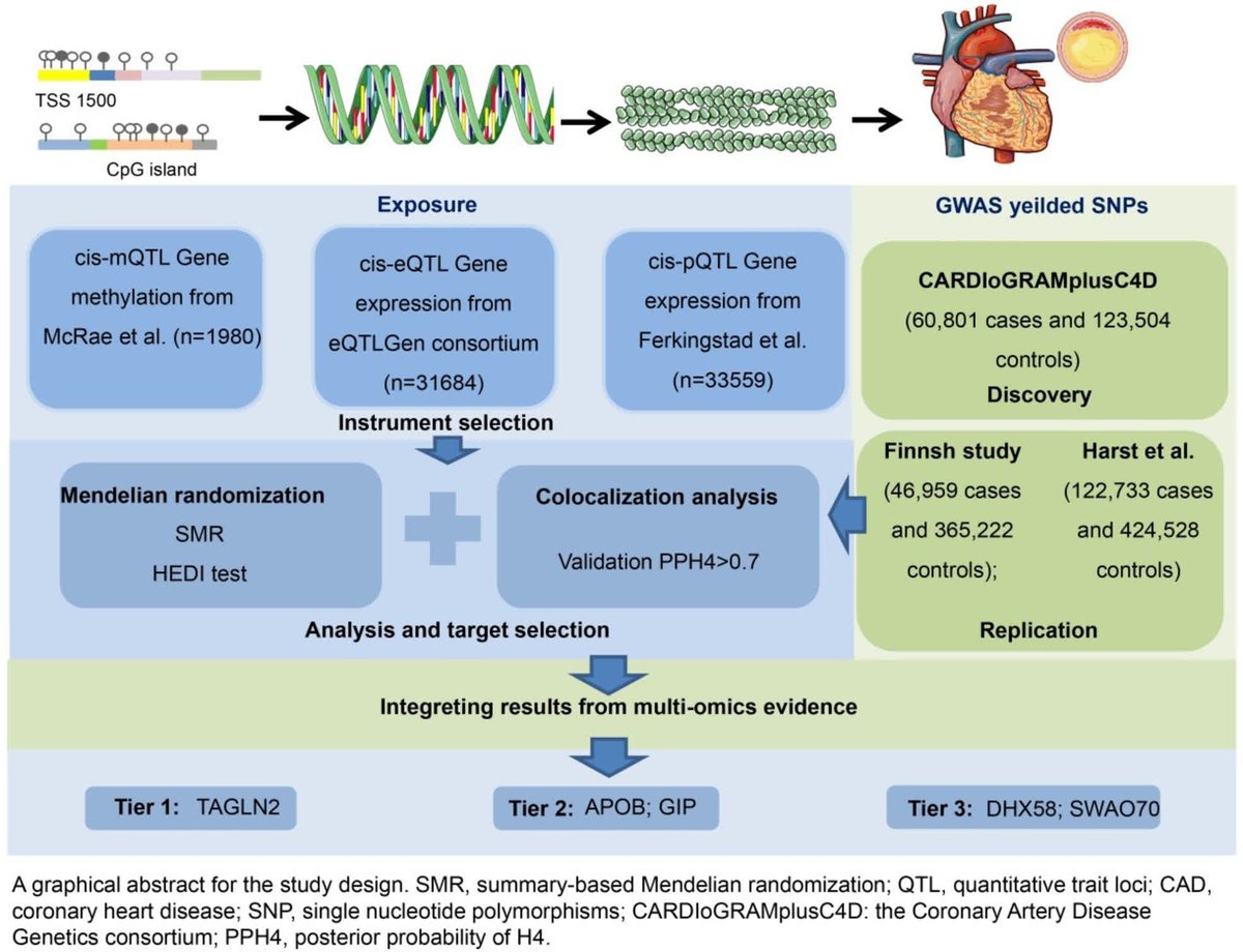 Multi-omics study identifies TAGLN2, APOB, GIP, DHX58 &amp; SWAP70 as key genes linked to CAD risk highlighting TAGLN2's complex regulatory role and the potential of multi-omics data to uncover causal relationships that traditional GWAS may miss. #AHAJournals ahajrnls.org/44h4wlp
