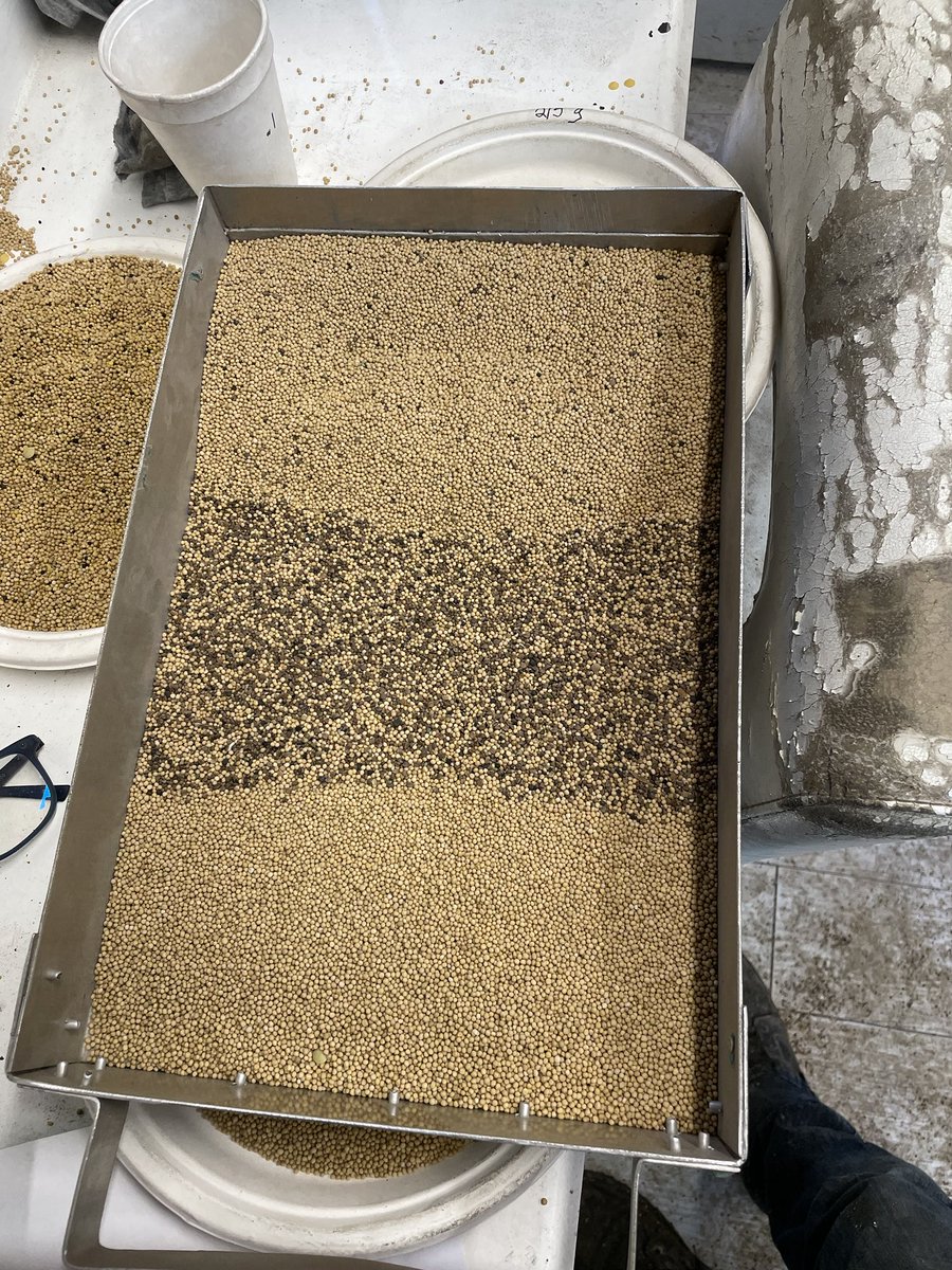 Color sorting cleavers and buckwheat out of mustard the sorted clean in bottom of pan rejects in middle bin sample on the top. Sample graded a 5 now it’s a #1 .