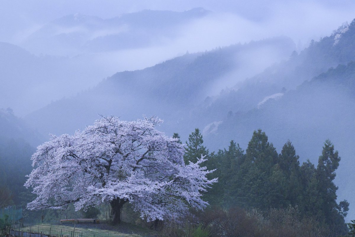 A47329866's tweet photo. 八徳の一本桜
4月11日撮影
今年は今日で見納めかなぁ https://t.co/nOKRRvutPj