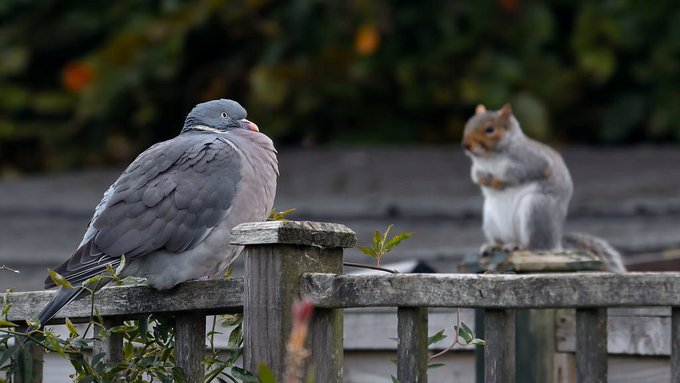 Woodpigeon dreamed up a squirrel.
📷  Woof.