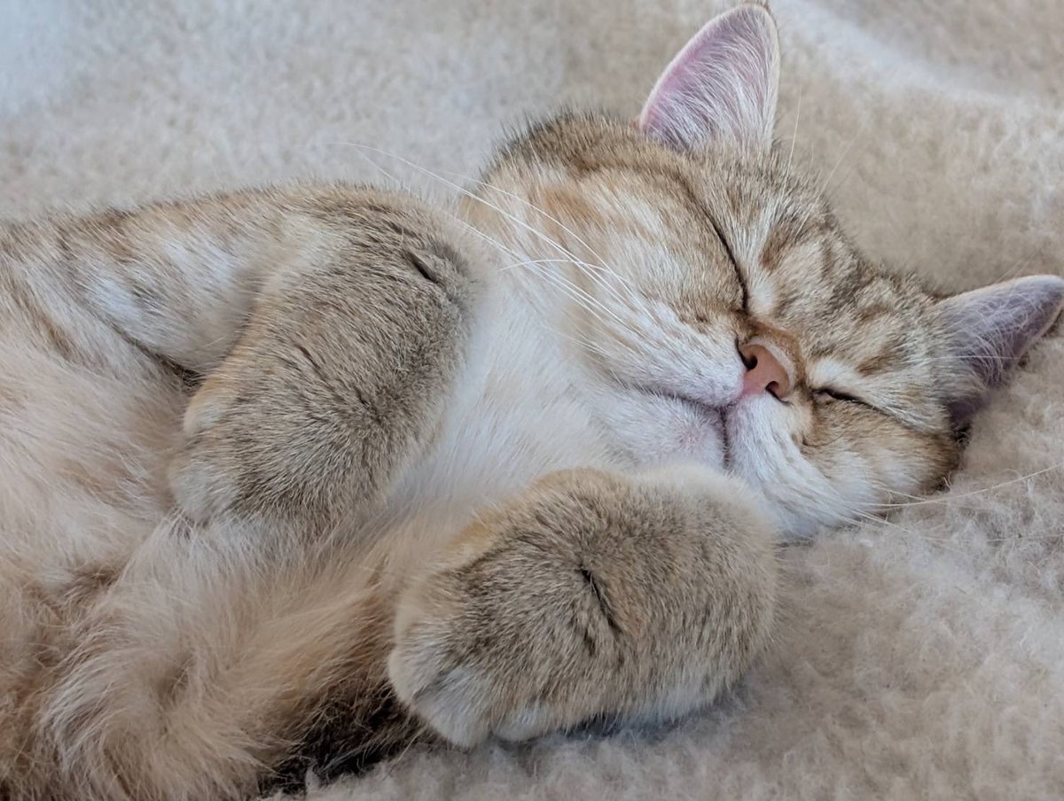 ふたごのぽてーs😽🥔 tweet media