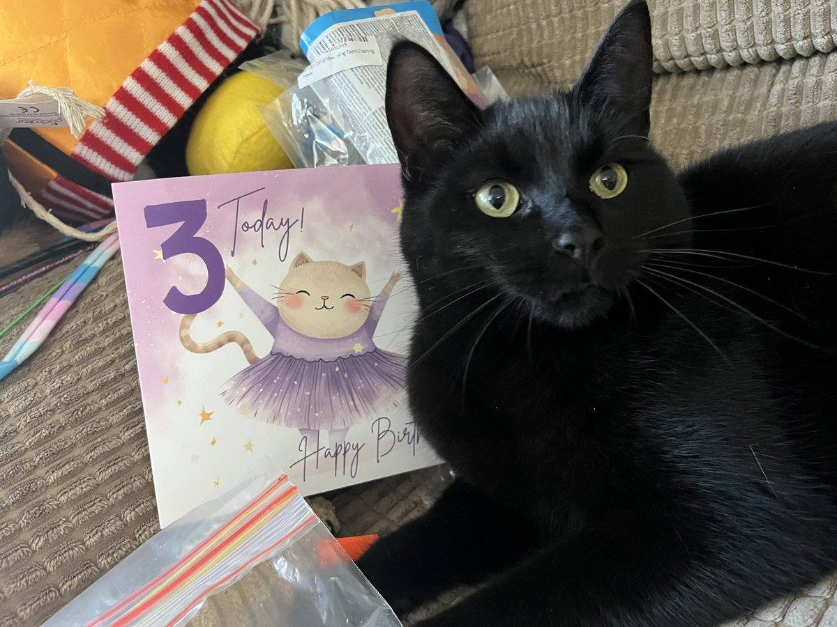NatCBrooks's tweet photo. So the tiny crazy one turned 3 today! 😅🐾💜🐈⬛🎂 She is completely crackers, but we love her very much & had a fab day playing with her new toys, having lots of snackies, & lots of cuddles 🎈🥰🎁✨
#lilah #thetinyone #lovehersomuch❤️ #cutie #crazy #specialgirl🐾 #birthdaygirl🎂❤️ https://t.co/SLKrwvzWyK