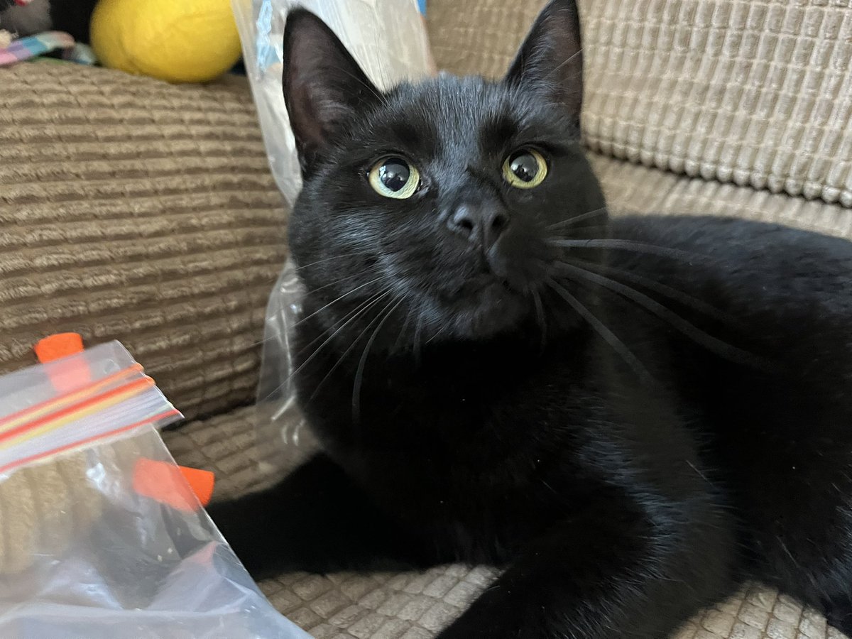 NatCBrooks's tweet photo. So the tiny crazy one turned 3 today! 😅🐾💜🐈⬛🎂 She is completely crackers, but we love her very much & had a fab day playing with her new toys, having lots of snackies, & lots of cuddles 🎈🥰🎁✨
#lilah #thetinyone #lovehersomuch❤️ #cutie #crazy #specialgirl🐾 #birthdaygirl🎂❤️ https://t.co/SLKrwvzWyK