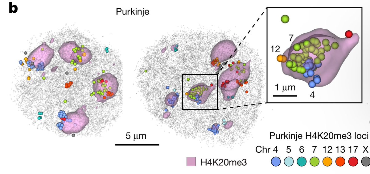 This is game changer!!

Spatial multi-omics reveals cell-type-specific nuclear compartments

Two-layer DNA seqFISH+
Simultaneous mapping of 100,049 genomic loci
+ nascent transcriptome for 17,856 genes in single cells

nature.com/articles/s4158…