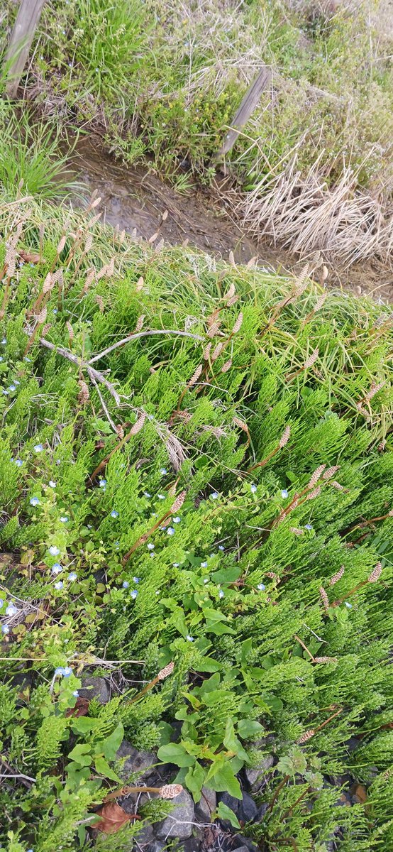 shinobusato2019's tweet image. Tìm thấy một bộ xương.
Đó là mùa xuân.
Thị trấn #Sugito
#Satte thành phố