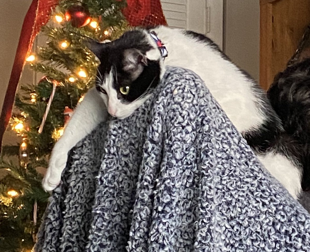 WoldenAnita's tweet photo. #QueenShiba sleeps with her first and favorite toy and it’s adorable I gave it to her she’s also got her blankey under her she’s sure come a long way🥰🥹
#EvilBuddy lays upon his throne of judgment looking down at everyone in the room 🤣🤣 https://t.co/T31VLIPBuQ