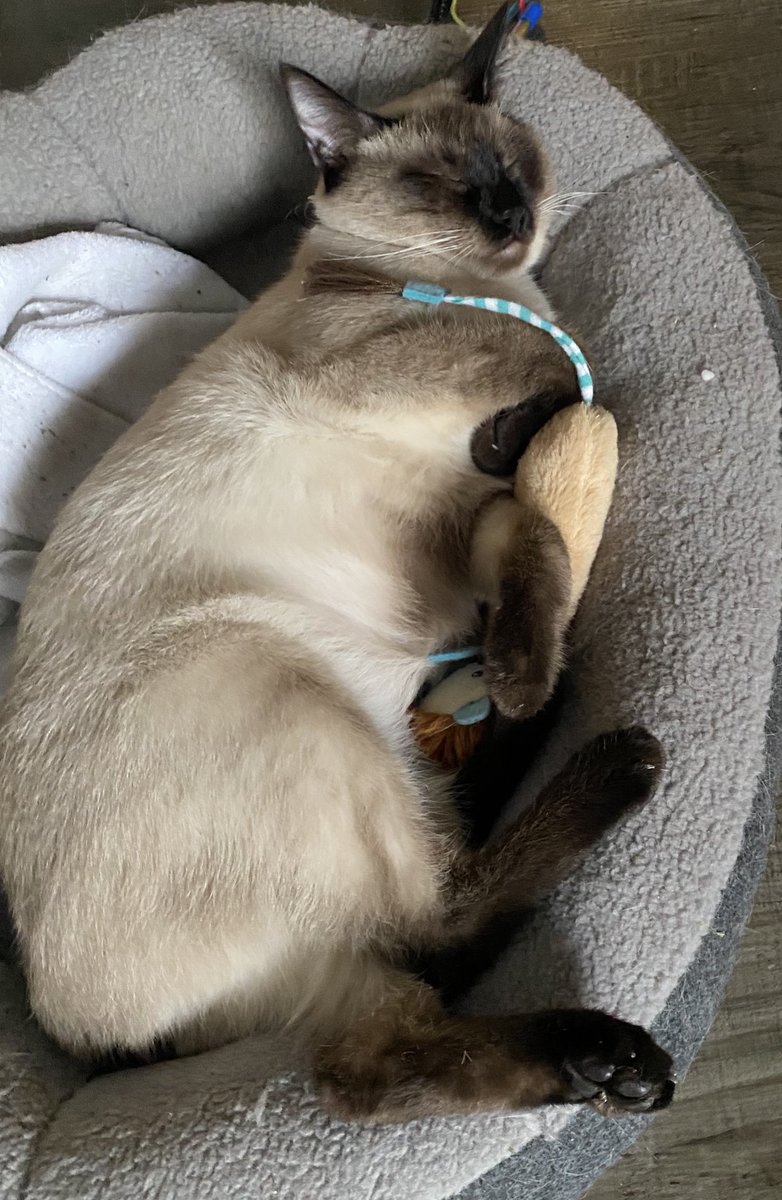WoldenAnita's tweet photo. #QueenShiba sleeps with her first and favorite toy and it’s adorable I gave it to her she’s also got her blankey under her she’s sure come a long way🥰🥹
#EvilBuddy lays upon his throne of judgment looking down at everyone in the room 🤣🤣 https://t.co/T31VLIPBuQ