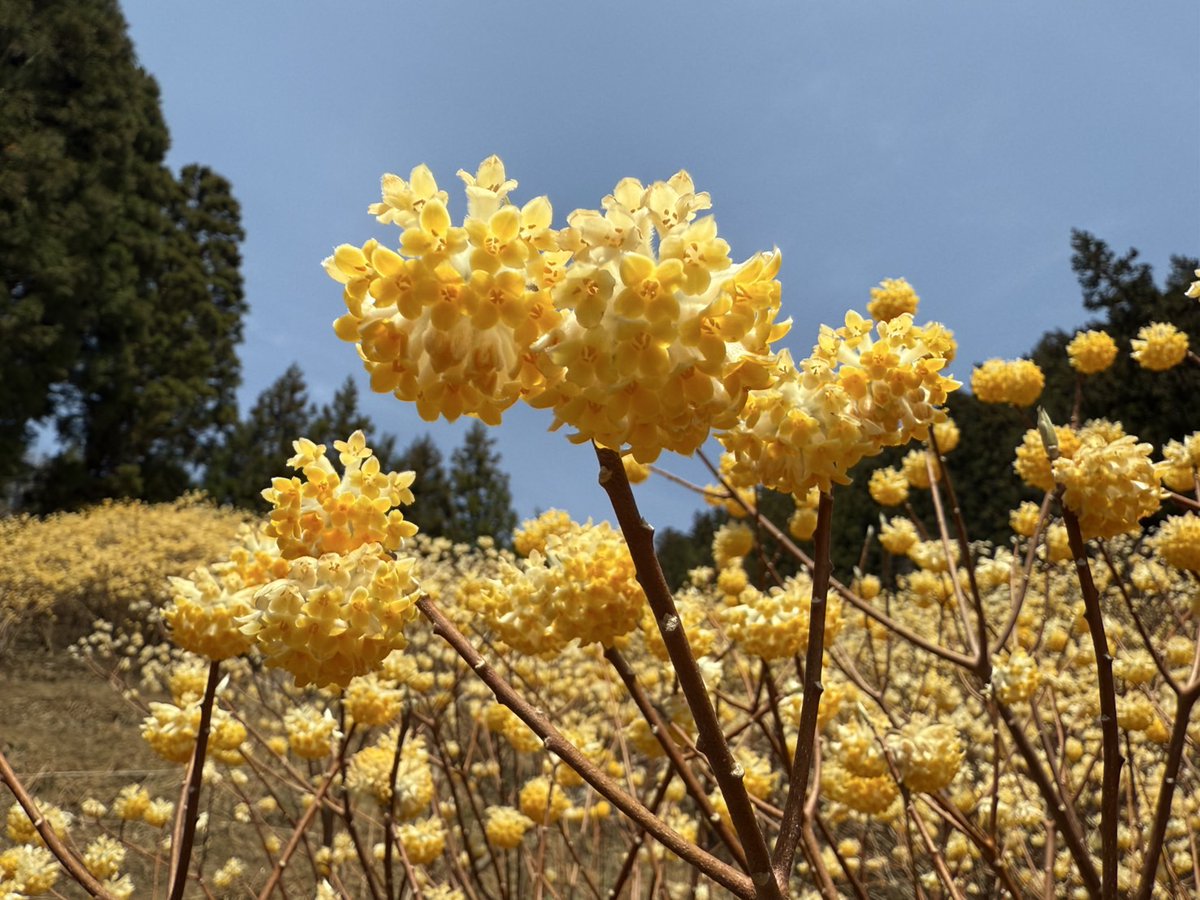 katsuki5025's tweet image. 昨日、
アイシングを忘れて、
腫れぼったさが抜けきれなかったのが、
目標距離まで走りきれず🥺
全天候型なので、
雨でも走ります🏃‍♂️

【04/10(木)】
①14kmjog

【TOEIC】
①金フレ300語
②銀フレ200語
③英文法30問
④金パケpart7 1問

#carosvertix2 
#tabio
#xplosion
#TOEIC
#博士課程の道