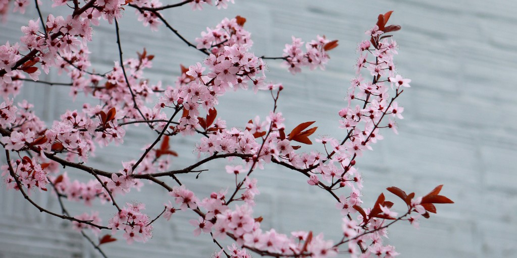 Sharing some beautiful flowers on campus to brighten your feed in celebration of Earth Month 🌍🌳💚

Check out the events and initiatives organized during Earth Month 2025 at Seattle University: bit.ly/4jqo1wk