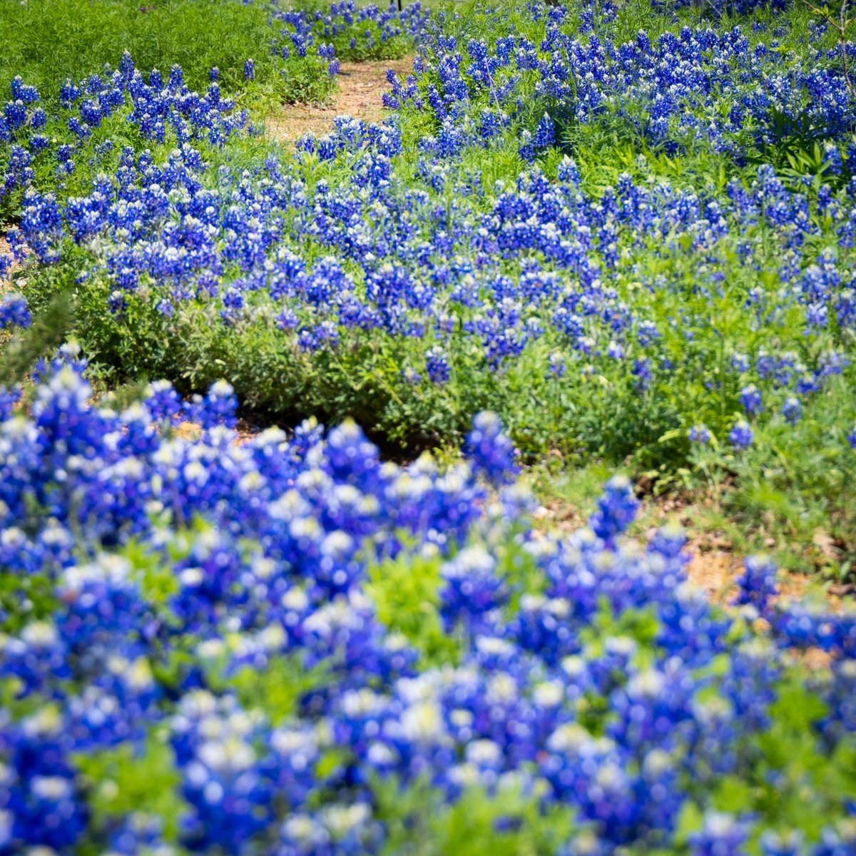 UNT Facilities (@untfacilities) on Twitter photo We are so back - the bluebonnets are here again 🩵 Huge thanks to our Grounds Crew, <a href="/UNTWMGF/">UNT We Mean Green Fund</a>, and the Sustainable Arts Garden for preserving our native Texas species across UNT. Where is your favorite spot on campus to see our state flower? 💐 We are so back - the bluebonnets are here again 🩵 Huge thanks to our Grounds Crew, <a href="/UNTWMGF/">UNT We Mean Green Fund</a>, and the Sustainable Arts Garden for preserving our native Texas species across UNT. Where is your favorite spot on campus to see our state flower? 💐