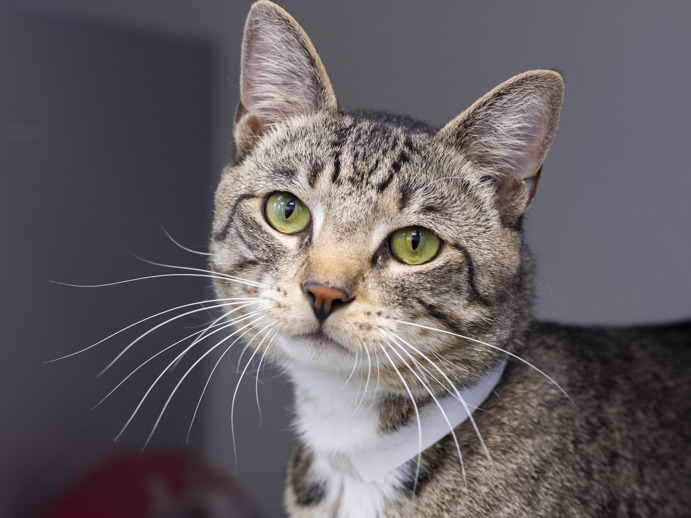 THERE ARE 39 ANIMALS (11 CATS &amp; 28 DOGS)  AT RISK FOR SATURDAY 04/12/25 DEADLINE IS NOON. PLEASE SHARE, FOSTER, ADOPT, TAG FRIENDS, POST TO SOCIAL MEDIA SITES, PLEDGE TO  HELP SAVE THEIR LIVES. NEW PHOTOS. newhope.shelterbuddy.com/animal/list
