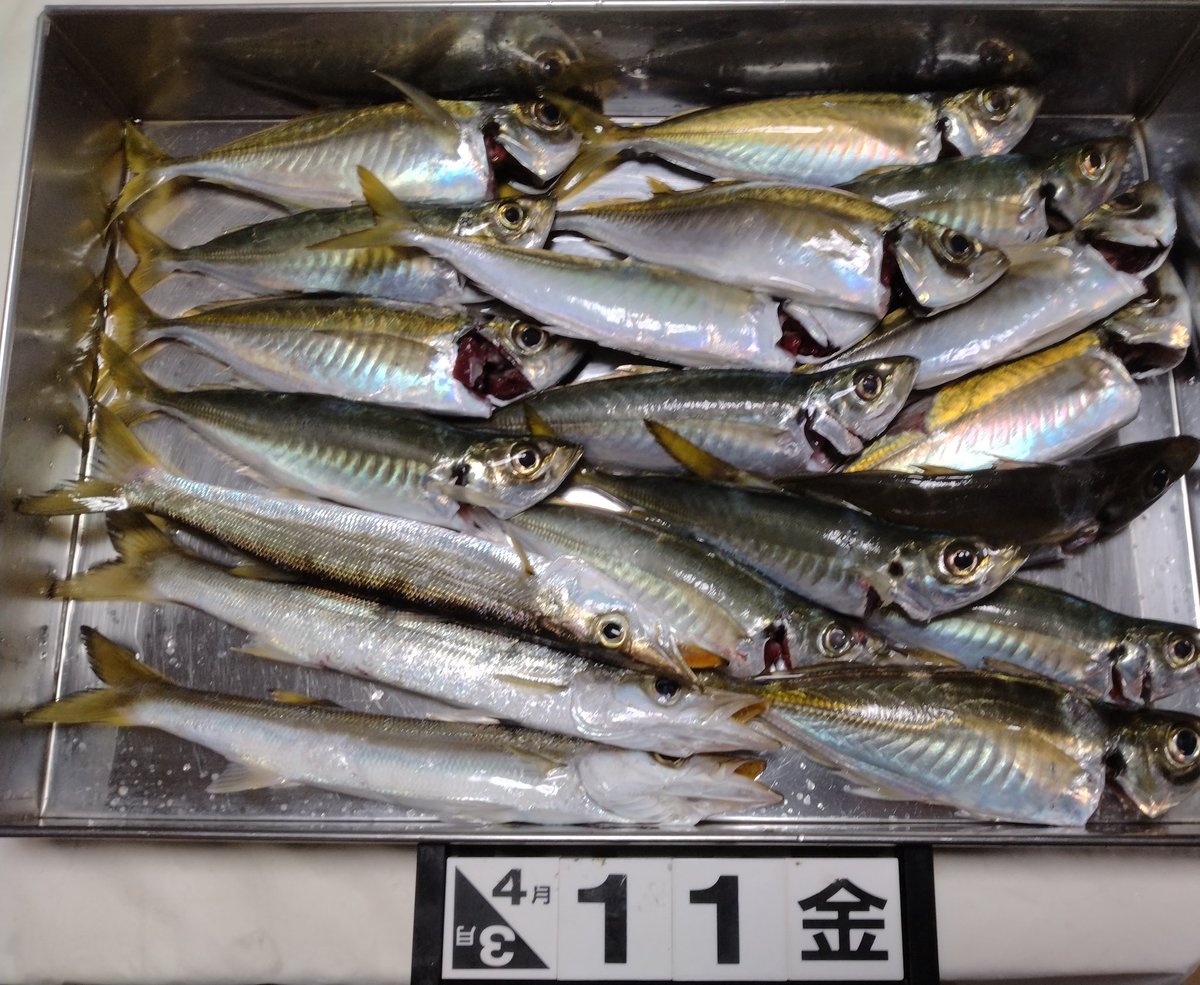 「泳がせ」でヒラメを狙いましたがアタリ無し😭