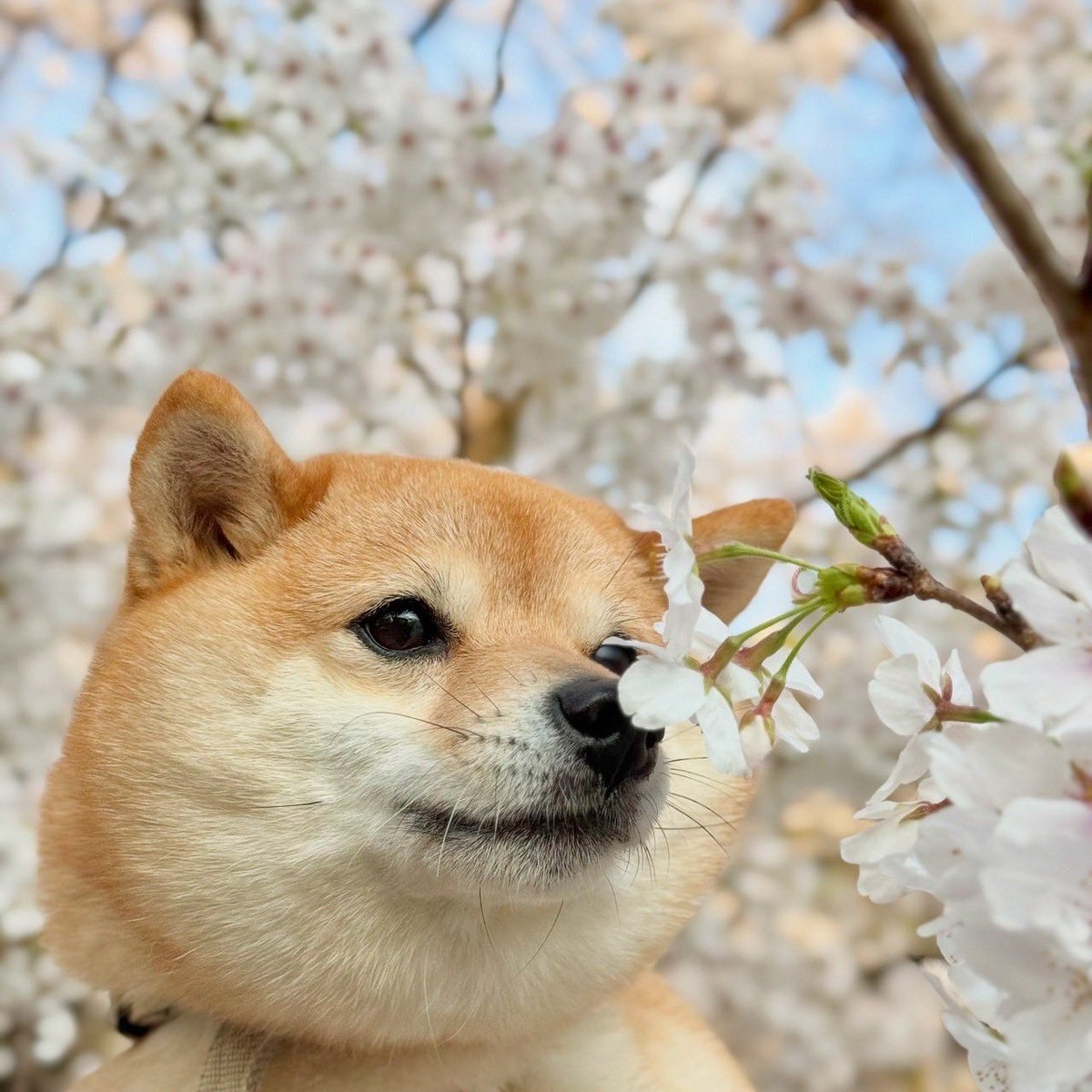 AsaMameshiba's tweet photo. 今日も丸顔🦊 https://t.co/G4pp5hXA4W