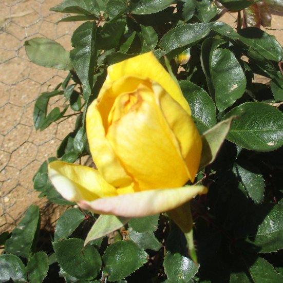 shellzfairy's tweet photo. 🌟🌿🌻🌿🌟
Same rose, different day
#yellowrose #rose #flowers #garden #bloomscroll #bloomscrolling https://t.co/klxsD1WNhK