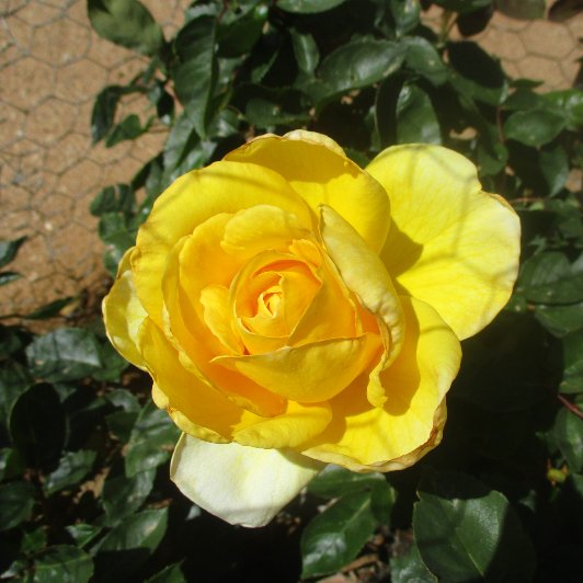 shellzfairy's tweet photo. 🌟🌿🌻🌿🌟
Same rose, different day
#yellowrose #rose #flowers #garden #bloomscroll #bloomscrolling https://t.co/klxsD1WNhK