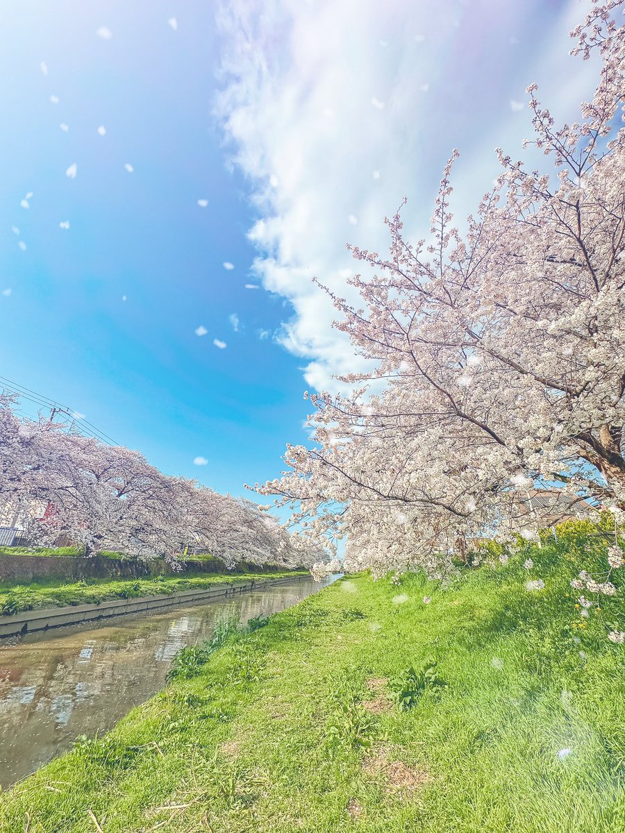 pon_de_fujiko's tweet photo. 桜も終わりかなぁ https://t.co/2r9udgHREF