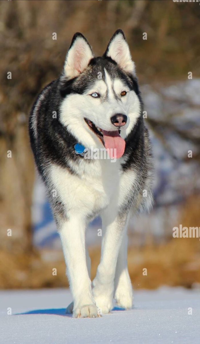 #AlamyPOTM #AlamyPets 
<a href="/AlamyContent/">Alamy Content Team</a>   
ID: 3A5NDM0
#SiberianHusky #Husky #HuskiesOfInstagram #HuskyLove #HuskyLife #Heterochromia #HeterochromiaIridum #BlueEyes #DifferentEyes #PuppyLove