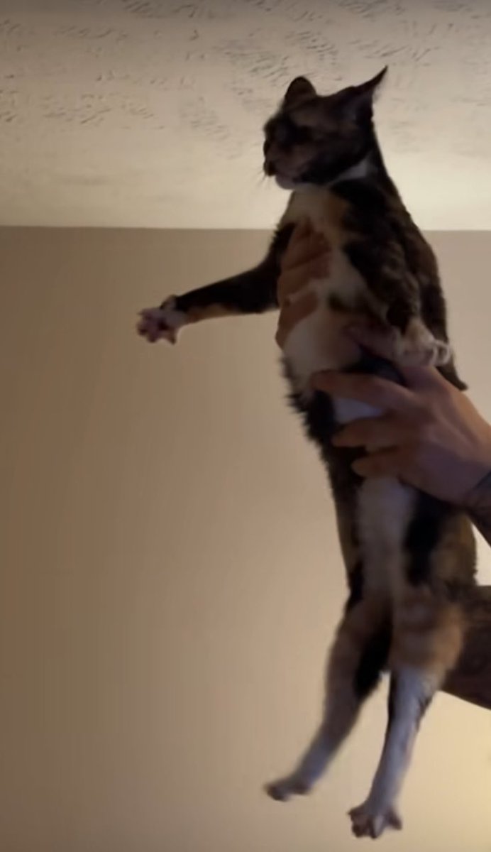 agnusanus's tweet photo. amazing compilation of pet ss https://t.co/i5YZKdSL04