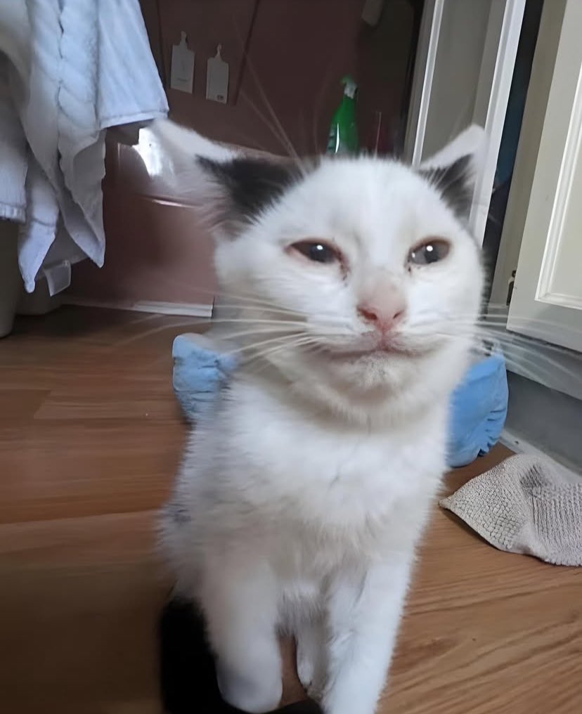 agnusanus's tweet photo. amazing compilation of pet ss https://t.co/i5YZKdSL04