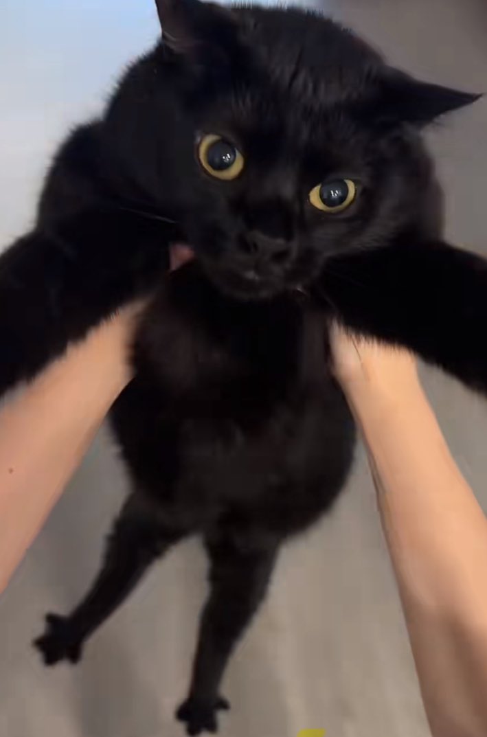 agnusanus's tweet photo. amazing compilation of pet ss https://t.co/i5YZKdSL04